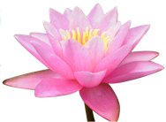Lotusblomman TCM